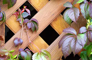 Trellis Fence Somercotes (01773)